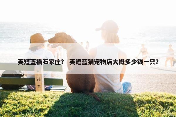 英短蓝猫石家庄? 英短蓝猫宠物店大概多少钱一只?