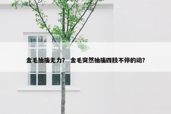 金毛抽搐无力？ 金毛突然抽搐四肢不停的动？