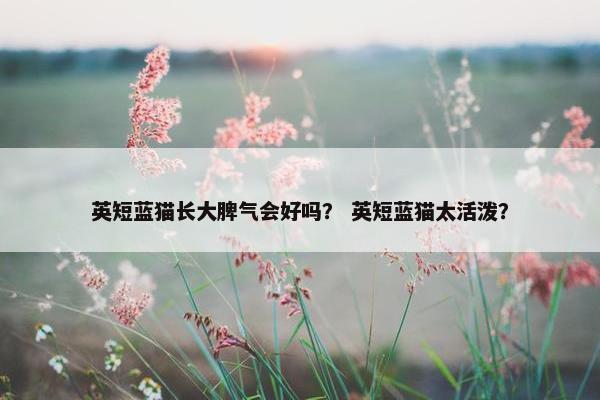 英短蓝猫长大脾气会好吗？ 英短蓝猫太活泼？