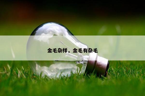 金毛杂样，金毛有杂毛