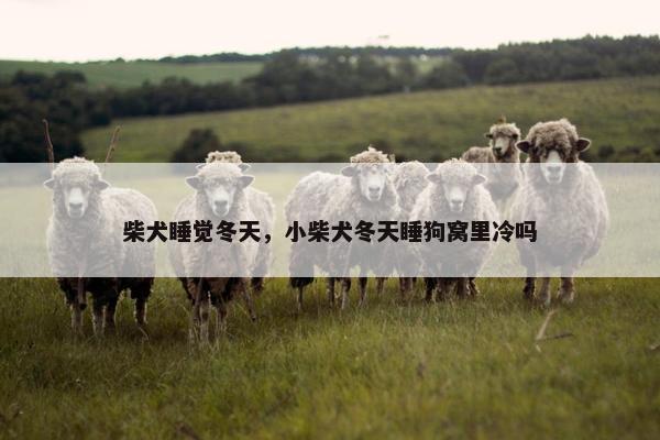柴犬睡觉冬天，小柴犬冬天睡狗窝里冷吗