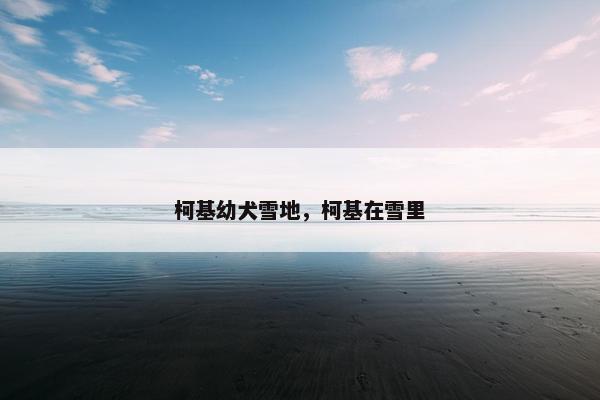 柯基幼犬雪地，柯基在雪里