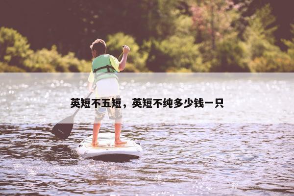 英短不五短，英短不纯多少钱一只