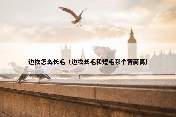 边牧怎么长毛（边牧长毛和短毛哪个智商高）