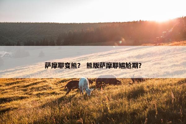 萨摩耶变熊？ 熊版萨摩耶尴尬期？