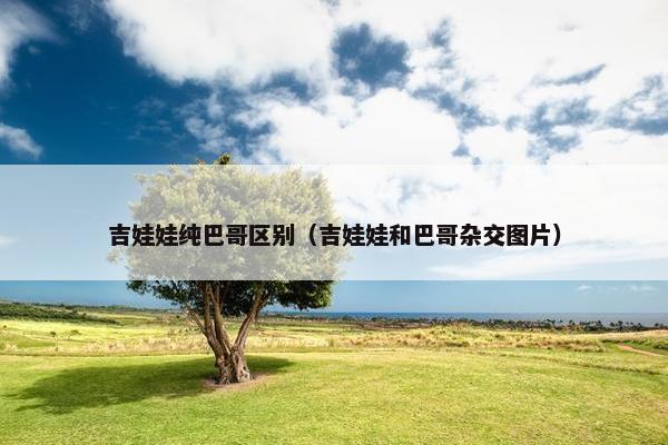 吉娃娃纯巴哥区别（吉娃娃和巴哥杂交图片）
