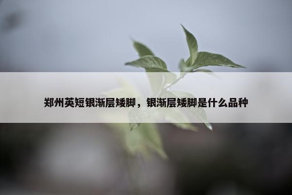 郑州英短银渐层矮脚,银渐层矮脚是什么品种 郑州英短银渐层矮脚,银渐层矮脚是什么品种