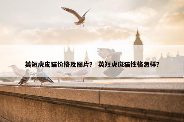 英短虎皮猫价格及图片? 英短虎斑猫性格怎样?