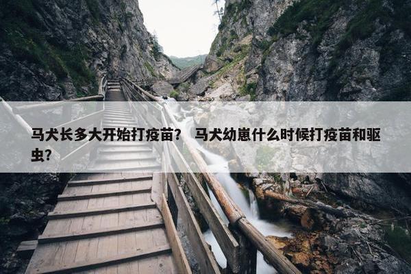 马犬长多大开始打疫苗？ 马犬幼崽什么时候打疫苗和驱虫？