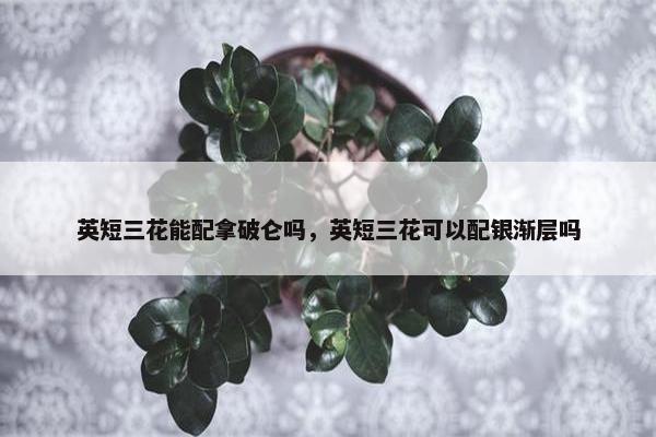 英短三花能配拿破仑吗，英短三花可以配银渐层吗