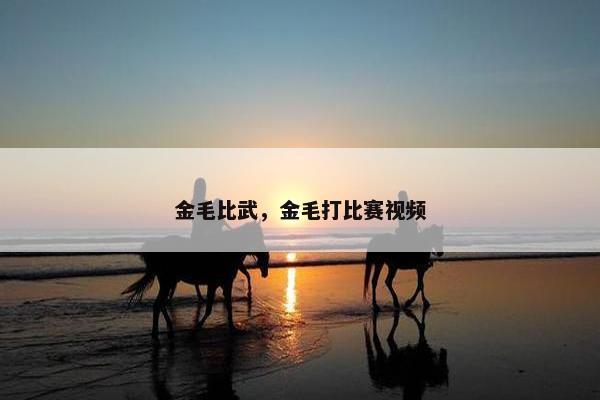 金毛比武，金毛打比赛视频