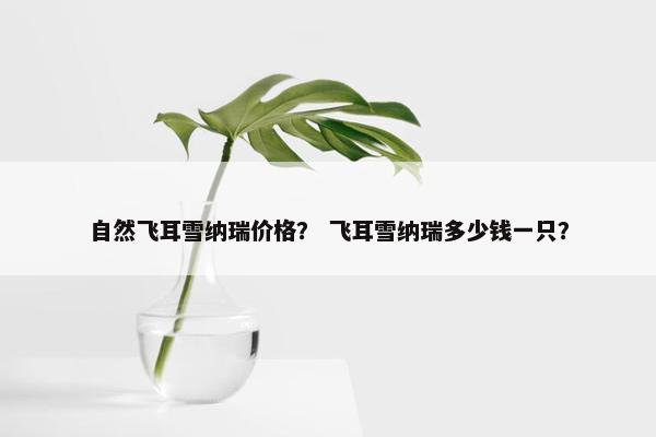 自然飞耳雪纳瑞价格? 飞耳雪纳瑞多少钱一只? 自然飞耳雪纳瑞价格? 飞耳雪纳瑞多少钱一只?