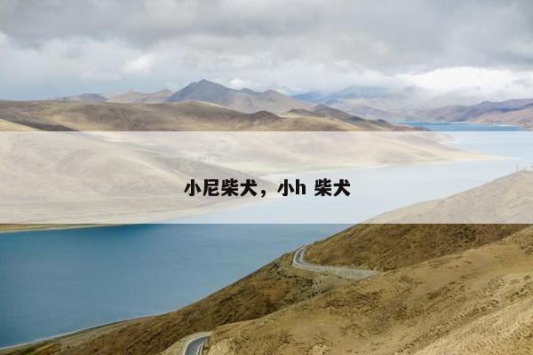 小尼柴犬,小h 柴犬 小尼柴犬,小h 柴犬