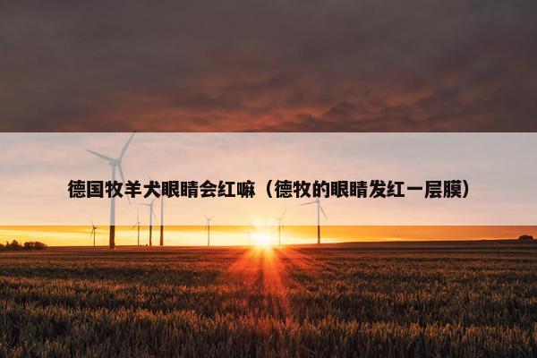 德国牧羊犬眼睛会红嘛（德牧的眼睛发红一层膜）