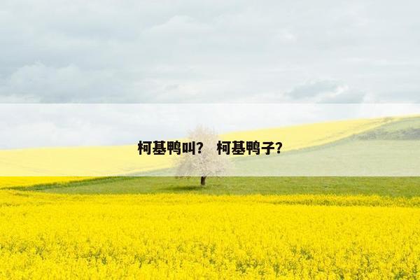 柯基鸭叫? 柯基鸭子?