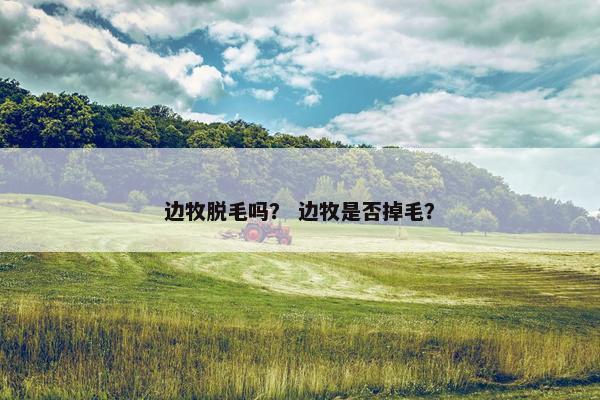 边牧脱毛吗？ 边牧是否掉毛？