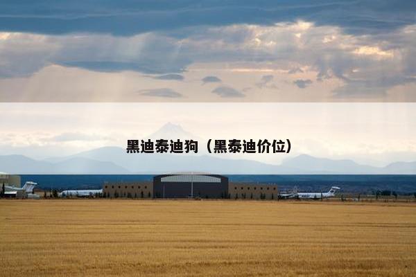 黑迪泰迪狗（黑泰迪价位）