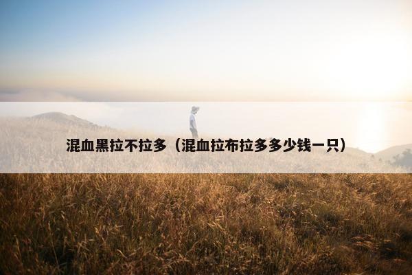 混血黑拉不拉多(混血拉布拉多多少钱一只)