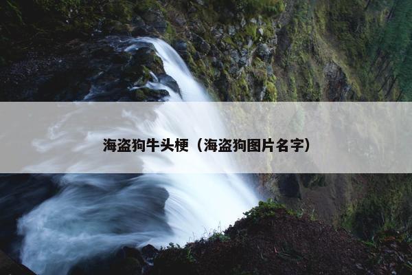 海盗狗牛头梗（海盗狗图片名字）