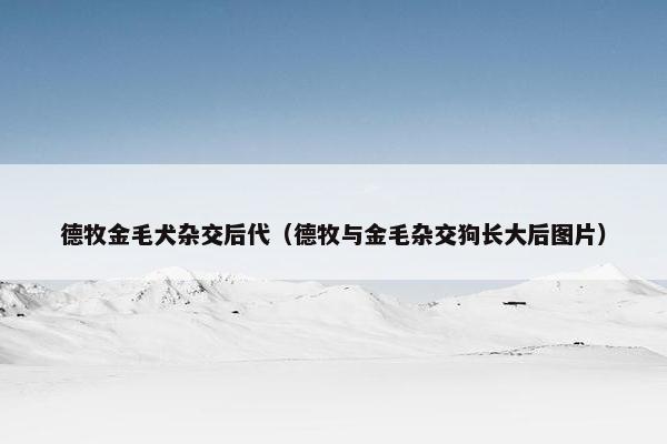 德牧金毛犬杂交后代(德牧与金毛杂交狗长大后图片)