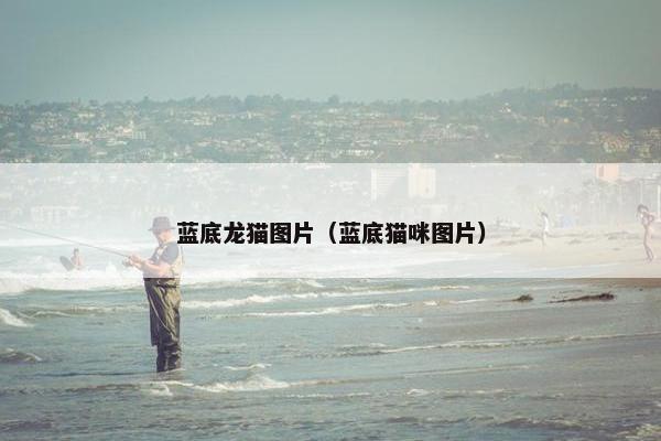 蓝底龙猫图片（蓝底猫咪图片）
