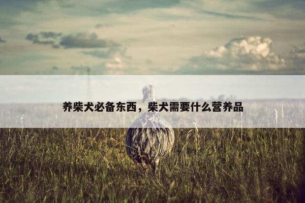 养柴犬必备东西，柴犬需要什么营养品