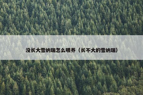 没长大雪纳瑞怎么喂养(长不大的雪纳瑞)