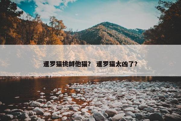 暹罗猫挑衅他猫？ 暹罗猫太凶了？