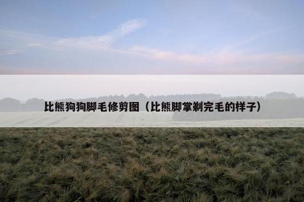 比熊狗狗脚毛修剪图（比熊脚掌剃完毛的样子）