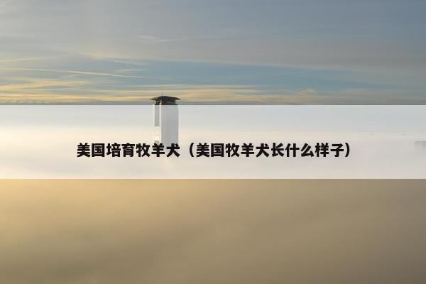 美国培育牧羊犬（美国牧羊犬长什么样子）