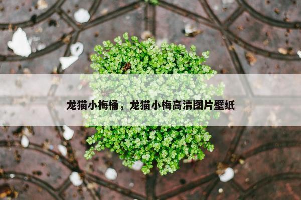 龙猫小梅桶，龙猫小梅高清图片壁纸