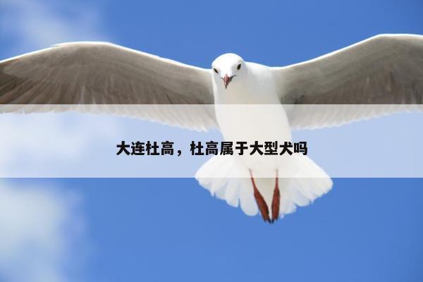 大连杜高,杜高属于大型犬吗 大连杜高,杜高属于大型犬吗