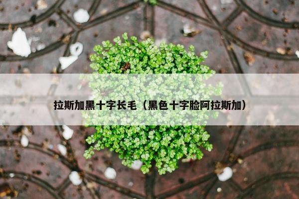 拉斯加黑十字长毛（黑色十字脸阿拉斯加）