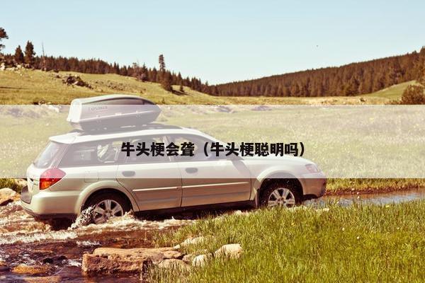 牛头梗会聋（牛头梗聪明吗）