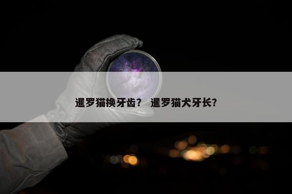 暹罗猫换牙齿？ 暹罗猫犬牙长？