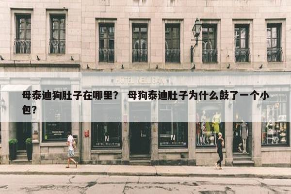 母泰迪狗肚子在哪里？ 母狗泰迪肚子为什么鼓了一个小包？